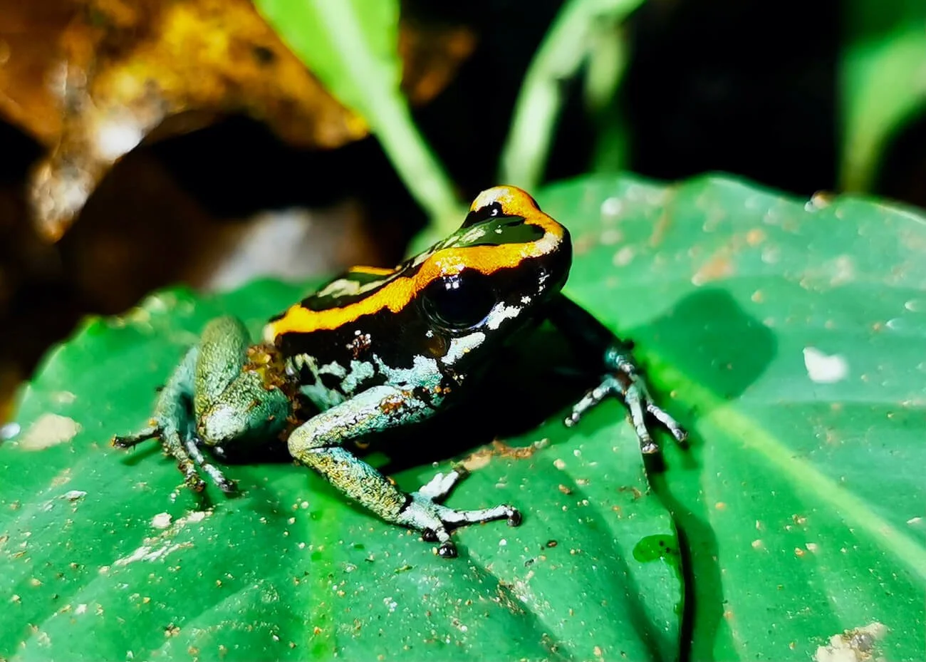 Rainforest Blog - Golfo Dulce Retreat | Rainforest & Beach Eco Lodge